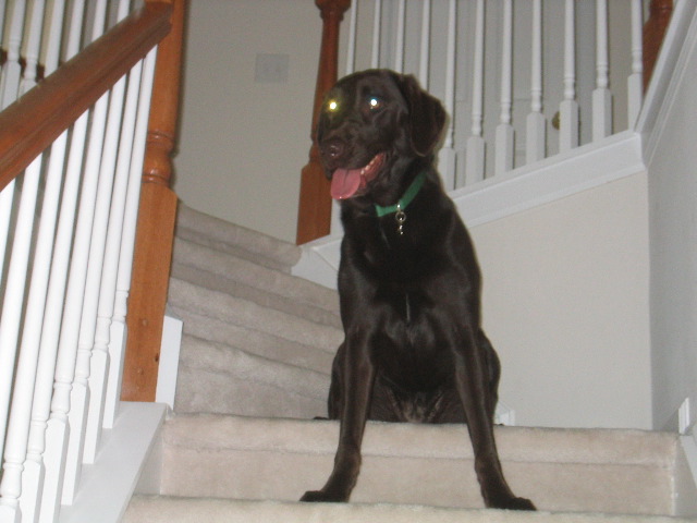 Cadbury on the steps