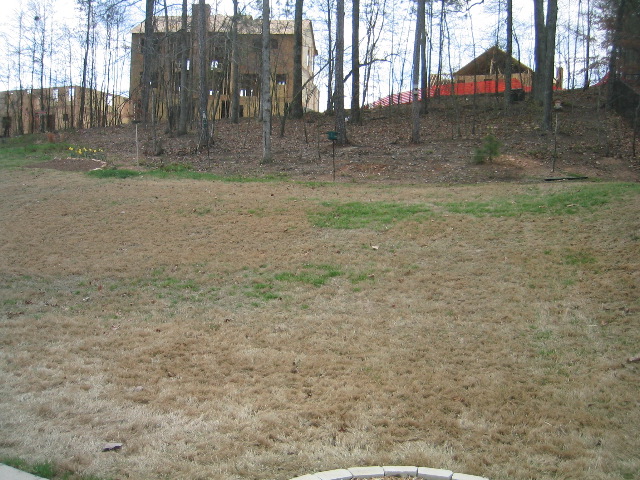 Back yard...lots of room for Cadbury!