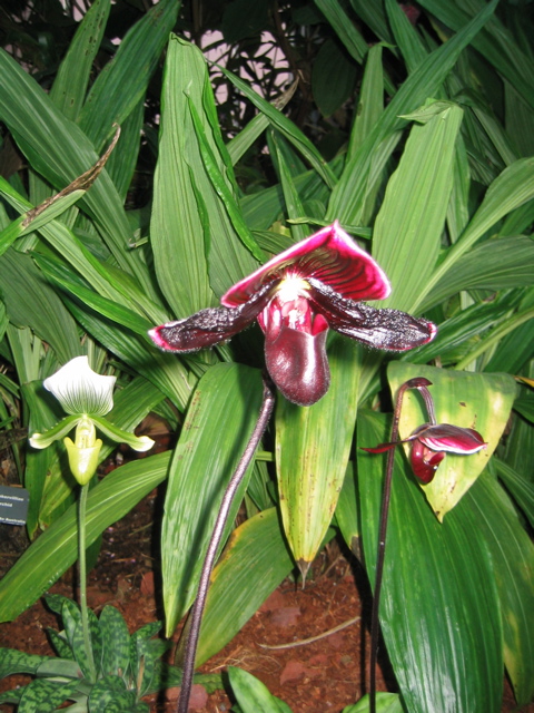 Scary looking purple plant
