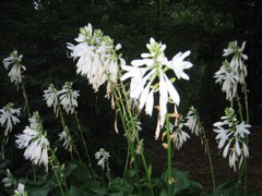 White flowers