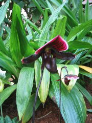 Scary looking purple plant #2