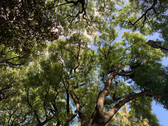 Looking up to the sky
