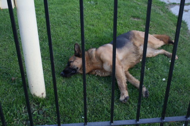 The real prison guard