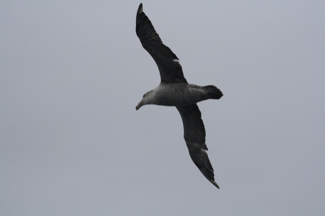 Not sure which kind of Albatross this is