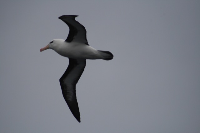 Black-browed Albatross