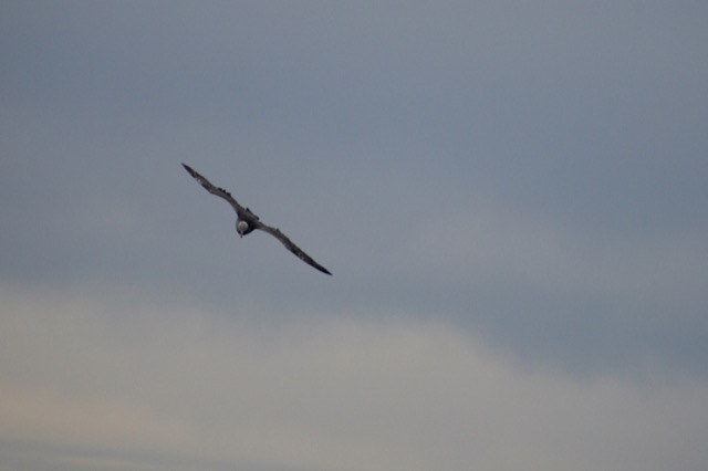 Another bird soaring through the wind