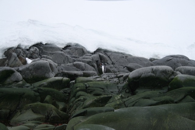 Lone Gentoo Penguin