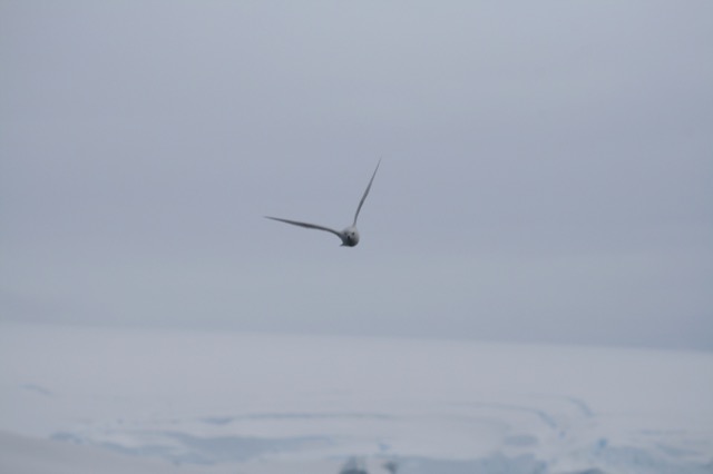 Snow Petrel