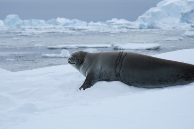 Crabeater Seal