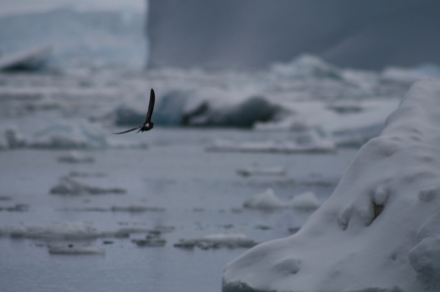 Black-bellied Storm Petrel