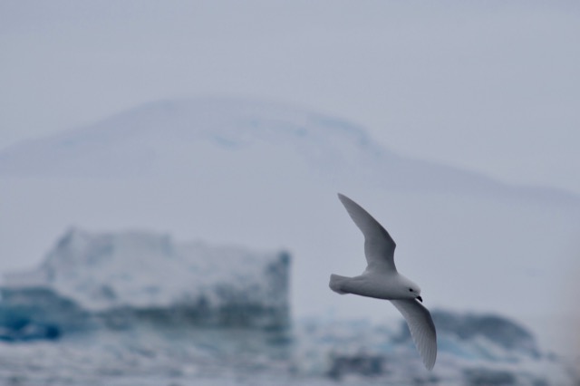 Snow Petrel