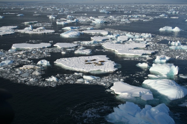 Seals resting on a piece of sheet of sea ice