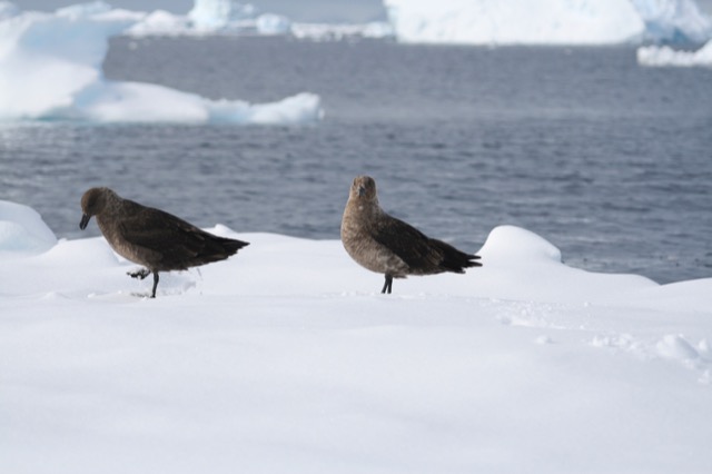 Skuas