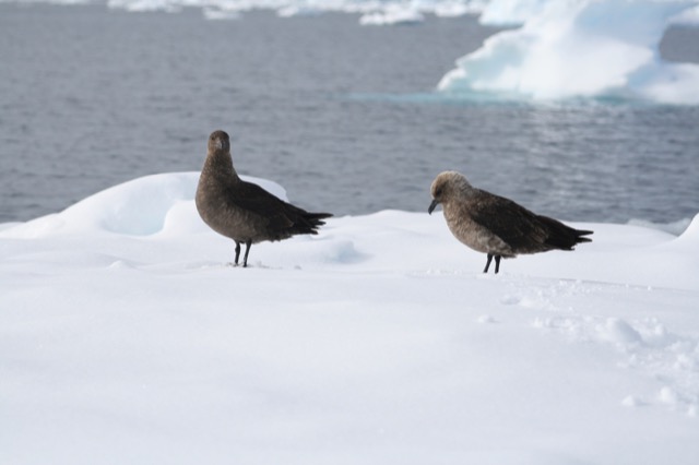 Skuas