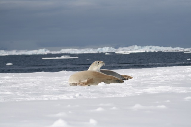 Crabeater Seals