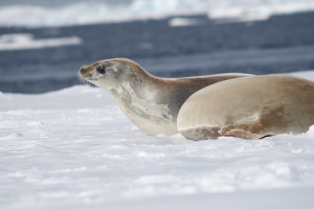 Crabeater Seal