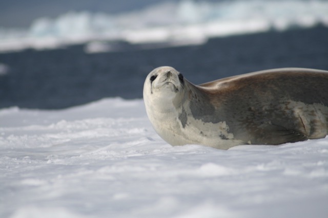 Crabeater Seal