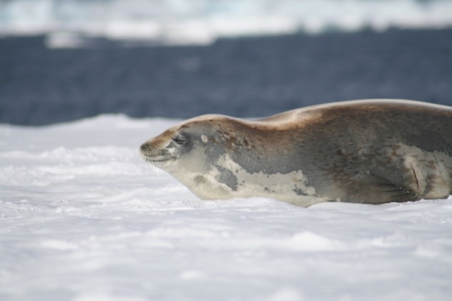 Crabeater Seal