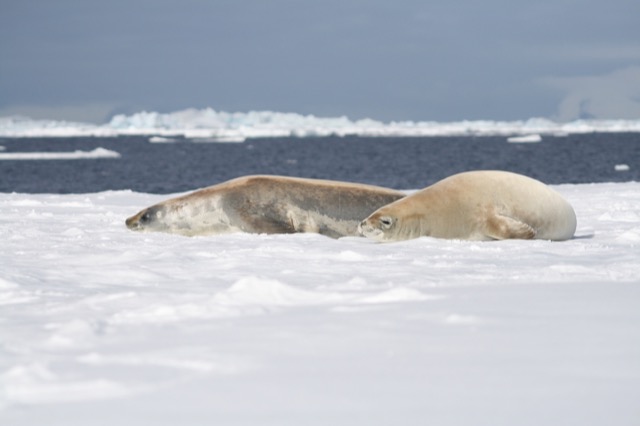 Crabeater Seals