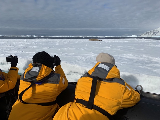 Taking photos of seals from the Zodiac