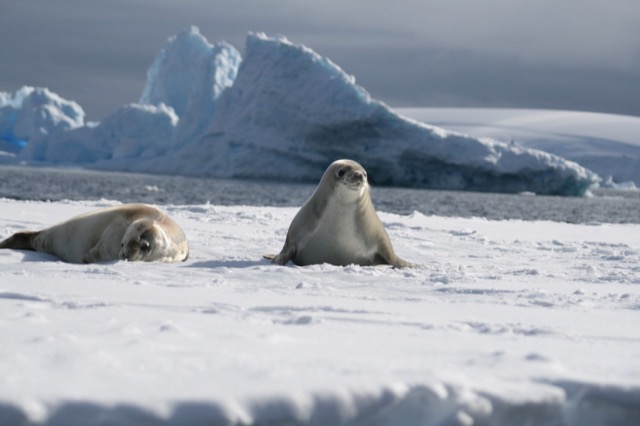 Crabeater Seals