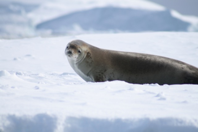 Crabeater Seal
