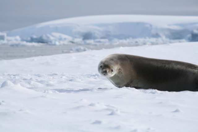 Crabeater Seal that reminds me of the scene from Alien