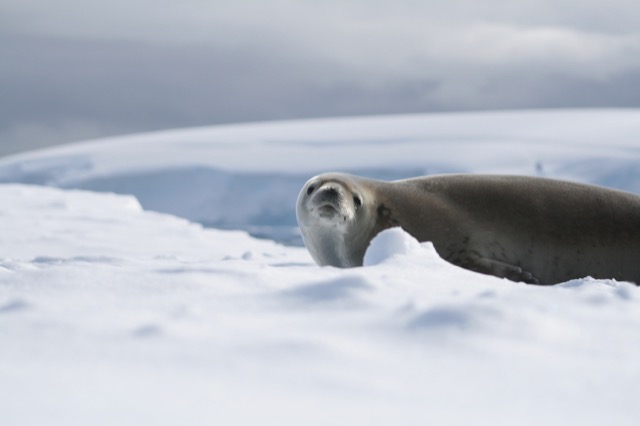 Crabeater Seal