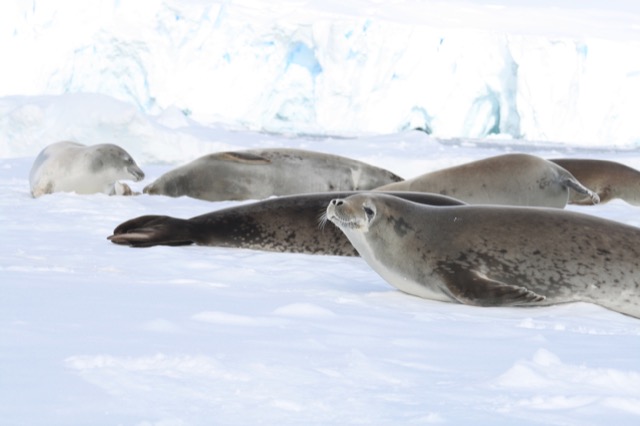 Crabeater Seals