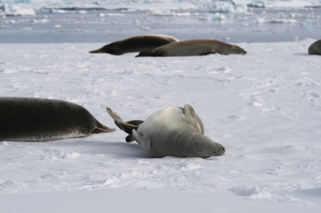 Crabeater Seals