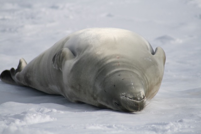 He just looks like he wants a belly rub, doesn't he?