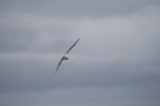 Snow Petrel