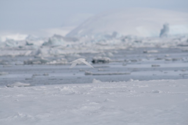 Snow Petrel