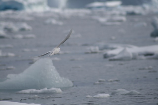 Snow Petrel