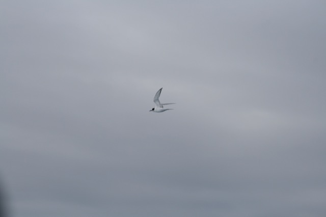 Arctic Tern