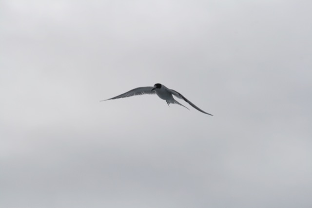 Arctic Tern