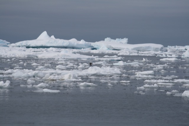 Wilson's Storm Petrel