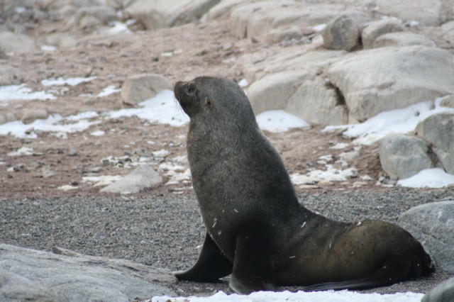 Fur Seal