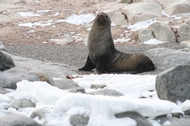 Fur Seal