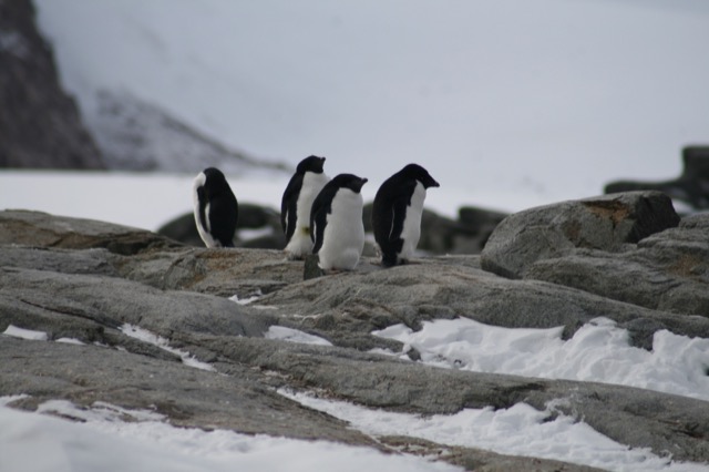 Adélie Penguin March