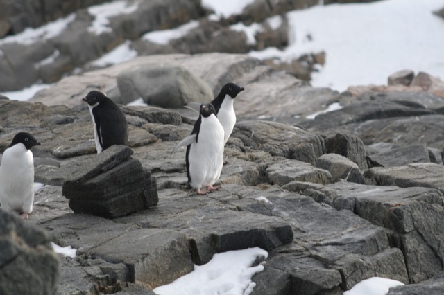 Adélie Penguins
