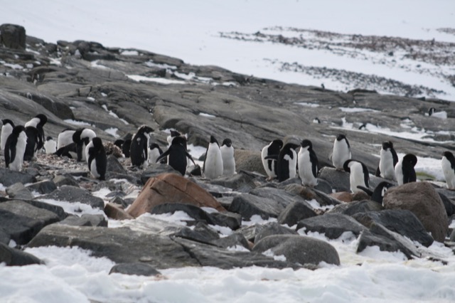 Adélie Penguins