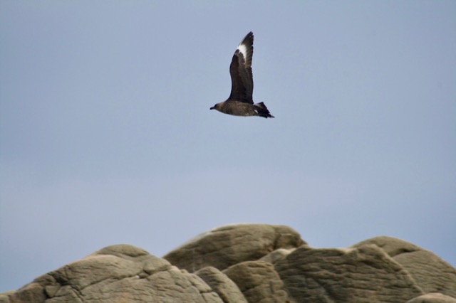 Antarctic (Brown) Skua