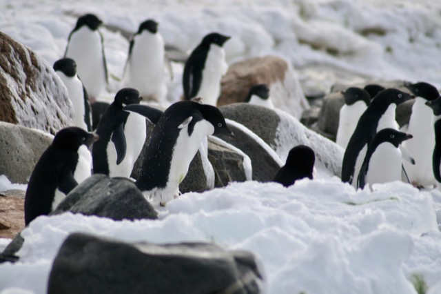 Adélie Penguins, one with a bit of guana on him
