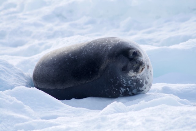 Weddell Seal
