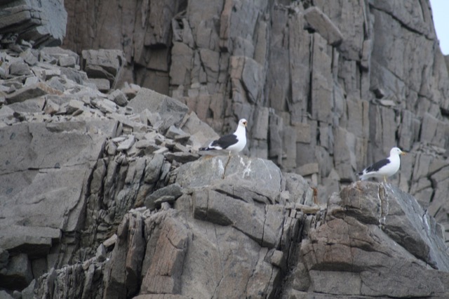 Kelp Gulls