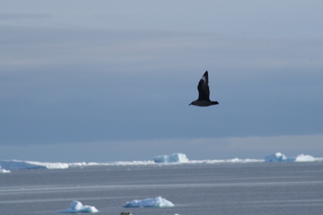 Brown Skua