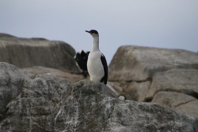 Antarctic Shag