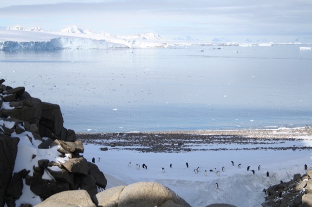 Adélie Penguins just chillin'
