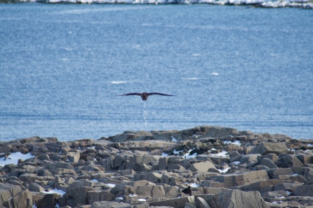 Brown Skua pooping